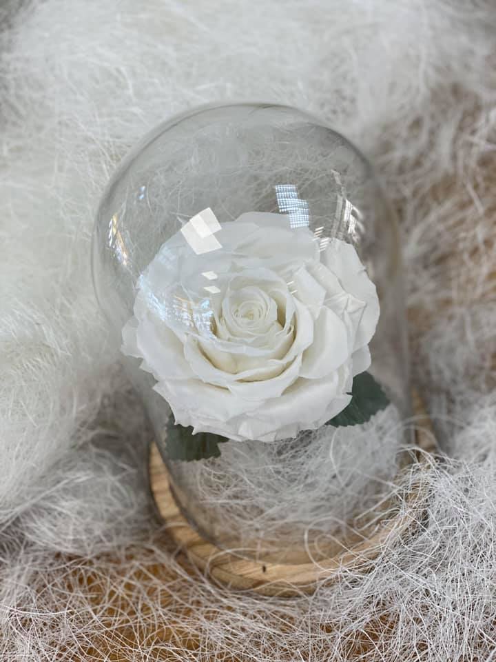 Rose éternelle blanche sous cloche - Les fleurs d'Ali