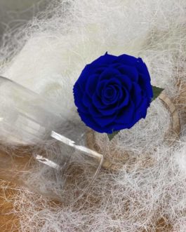 Rose éternelle bleu sous cloche
