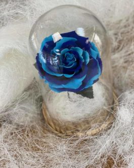Rose éternelle bleu clair | foncer sous cloche