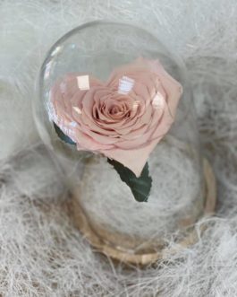 Rose éternelle rose en forme de coeur sous cloche
